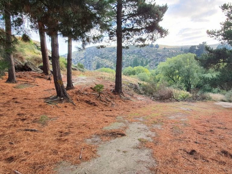 Point 3 - Walking through the pine trees on the Grovers Hill Walk in Roxburgh - Copyright Freewalks.nz