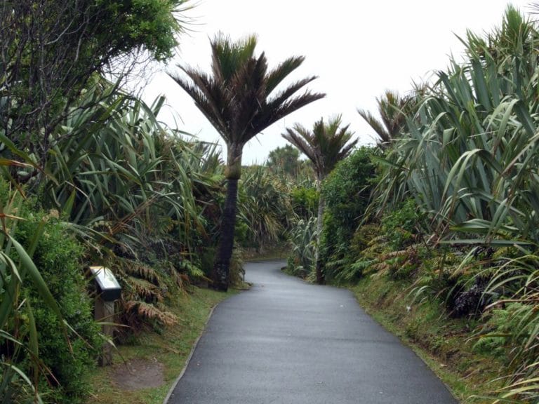 Punakaiki Pancake Rocks and Blowholes Walk - Walking through the Nikau Palms and native flaxes - Copyright Freewalks.nz