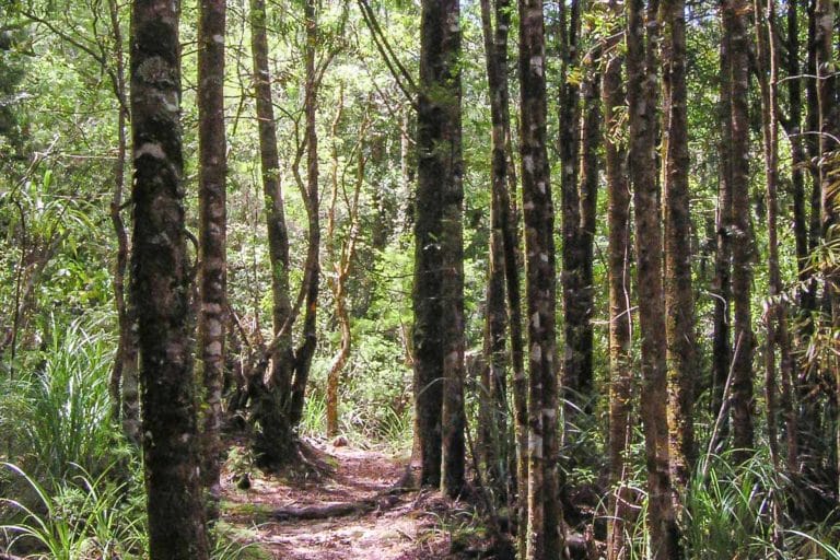 kauri trees