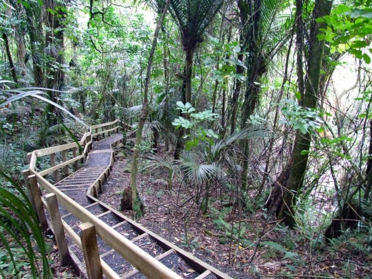 Nice wide board walk through the bush