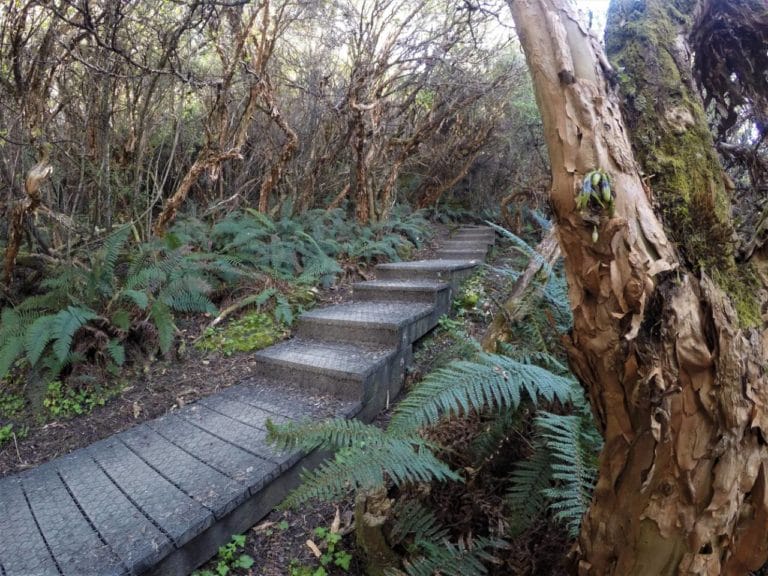 More steps on the way to Lake Wanaka Lookout