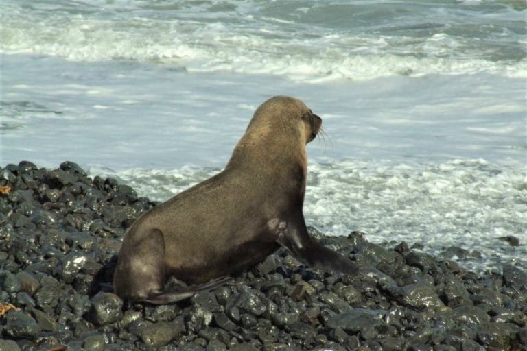 Fur Seal