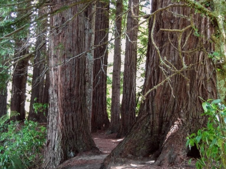 Redwood Walk