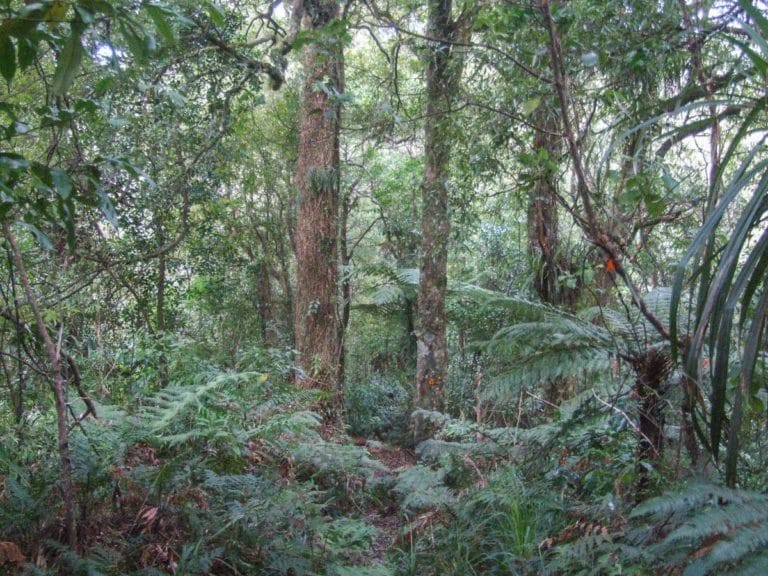 Mt Eliza Mine Walk