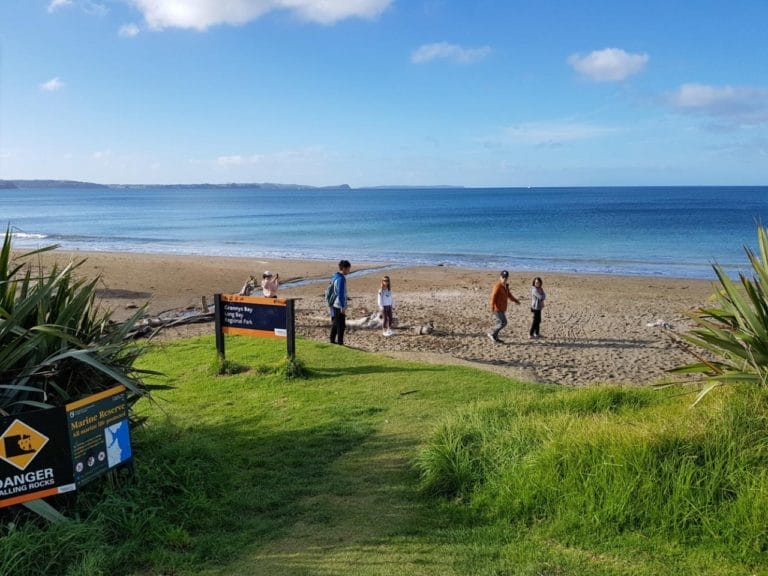 At Grannys Bay Beach on the Long Bay Regional Park Coastal Track