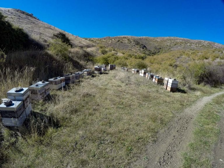 One of many bee hives