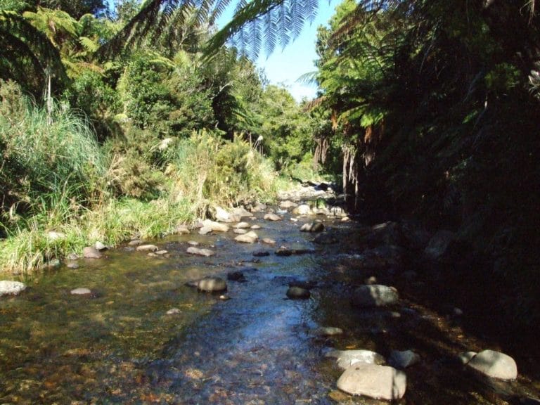 Karangahaka Gorge Walk To Wharawhara Road End