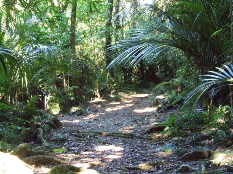 Karangahaka Gorge Walk To Wharawhara Road End