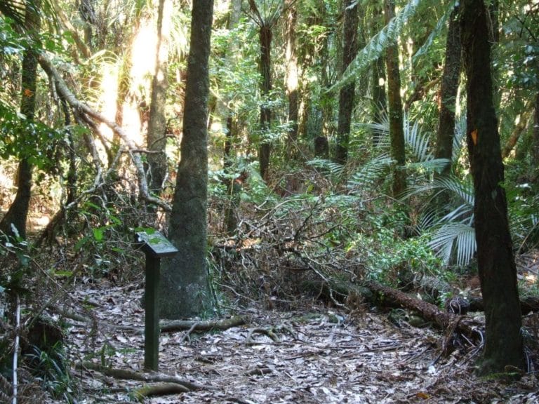 Karangahaka Gorge Walk To Wharawhara Road End