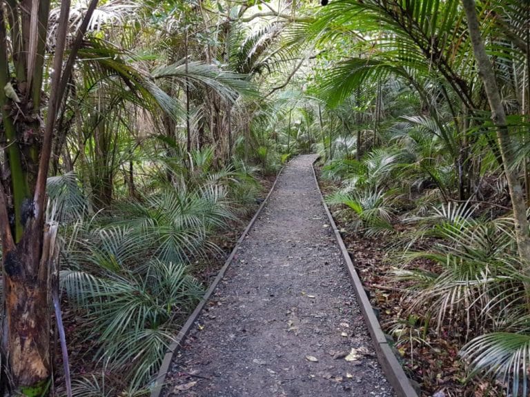 Long Bay Regional Park Coastal Walk Freewalks.nz