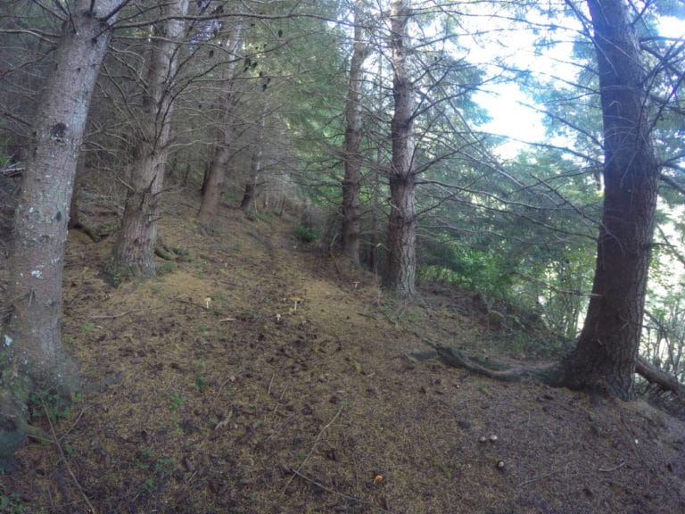 Into the pine trees