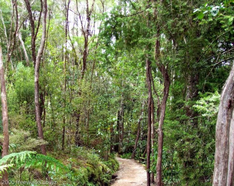 Pupu Springs Walk track