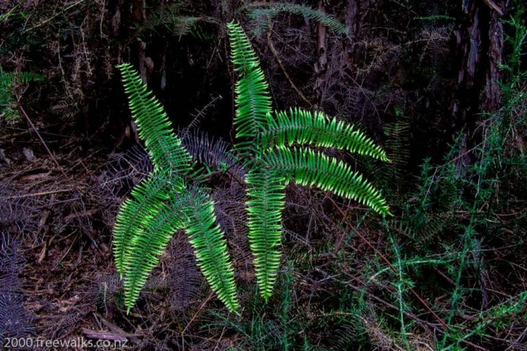 Native fern