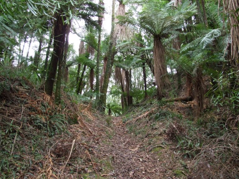 Rerekapa Hut Walk