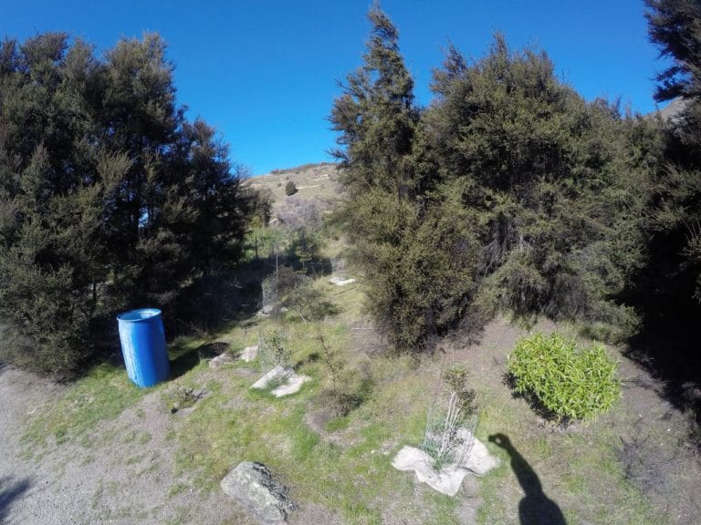 Native tree Plantings - Slaughterhouse Creek Walk