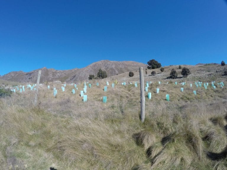 Native tree Plantings - Slaughterhouse Creek Walk