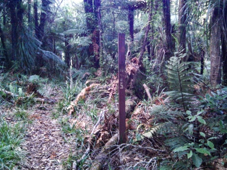 Turn off to kauri Dam