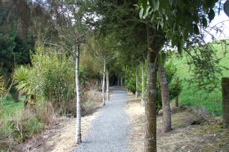 Excellent track quality along the Blue Spring, Waihou River Walk