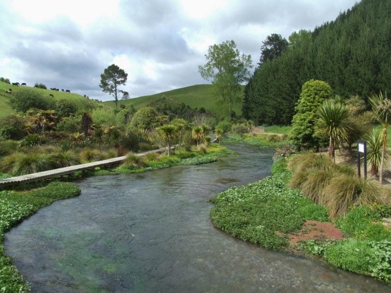 Enjoy the stunning views of the clear water on your way to the Blue Springs, Waihou River Walk