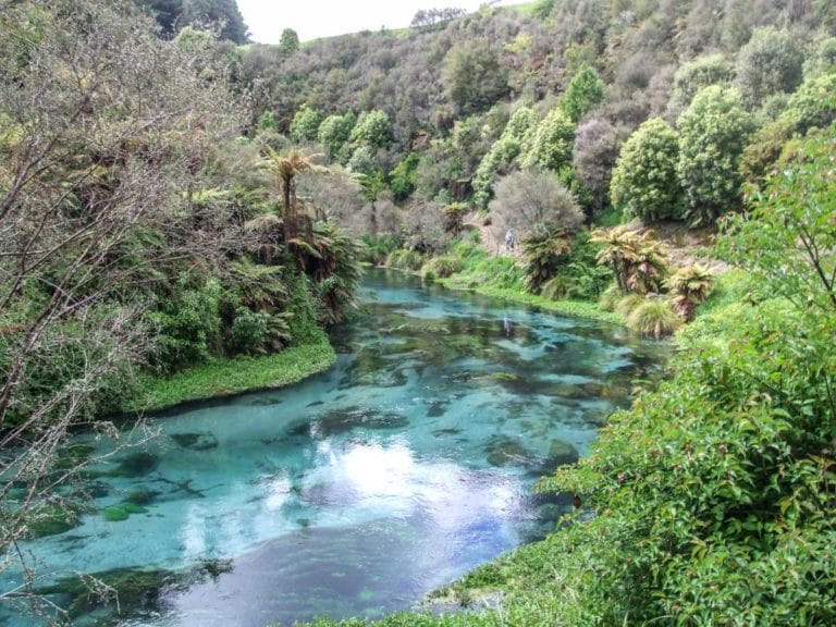 Look for trout along the way to the Blue Springs, Te Waihou River Walk