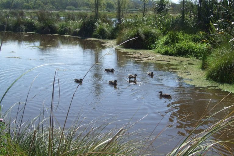 Travis Wetlands Walk