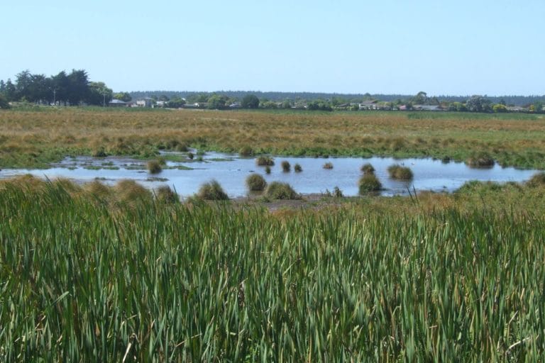 Travis Wetlands Walk Travis Tower