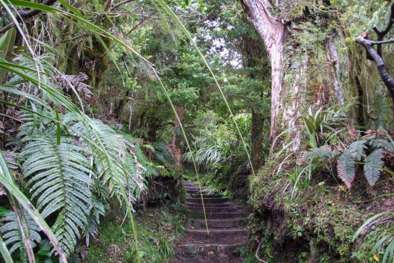 Veronica Walk, Mt Egmont