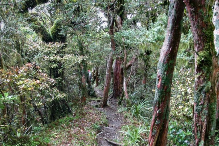 Veronica loop track