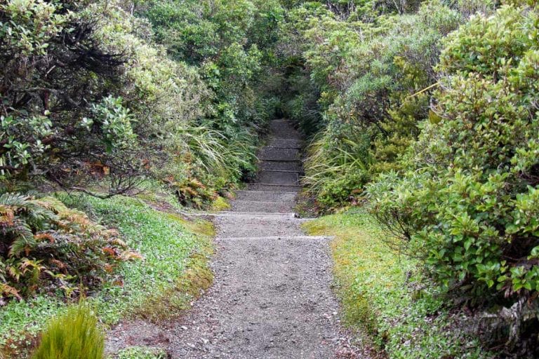 Veronica Walk, Mt Egmont