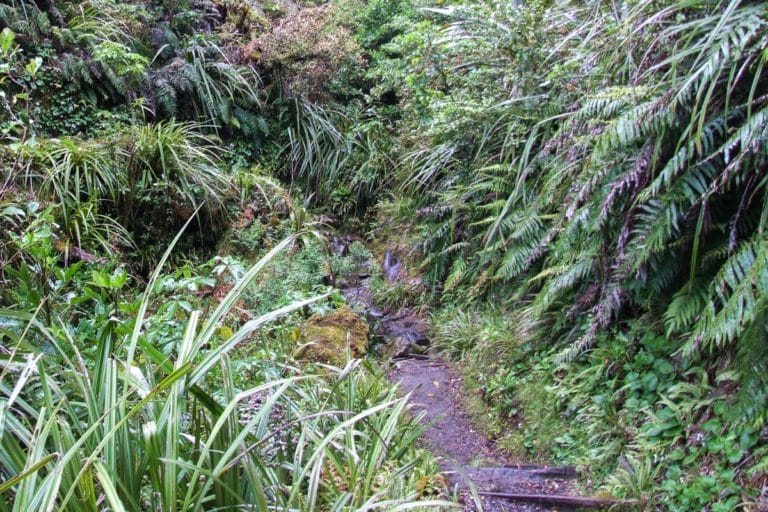 Veronica Walk, Mt Egmont