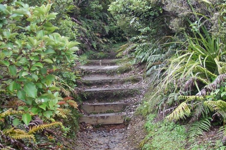 Veronica Walk, Mt Egmont