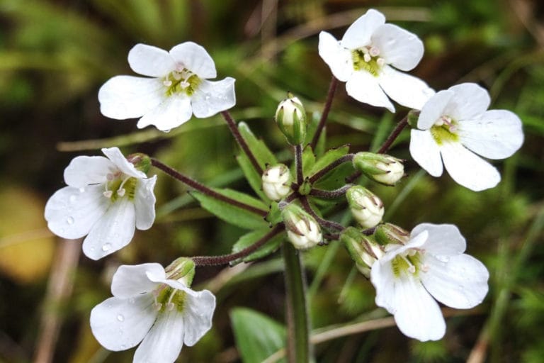 Veronica Walk, Mt Egmont