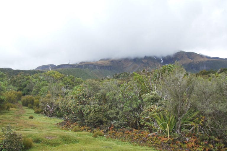 Veronica Walk, Mt Egmont