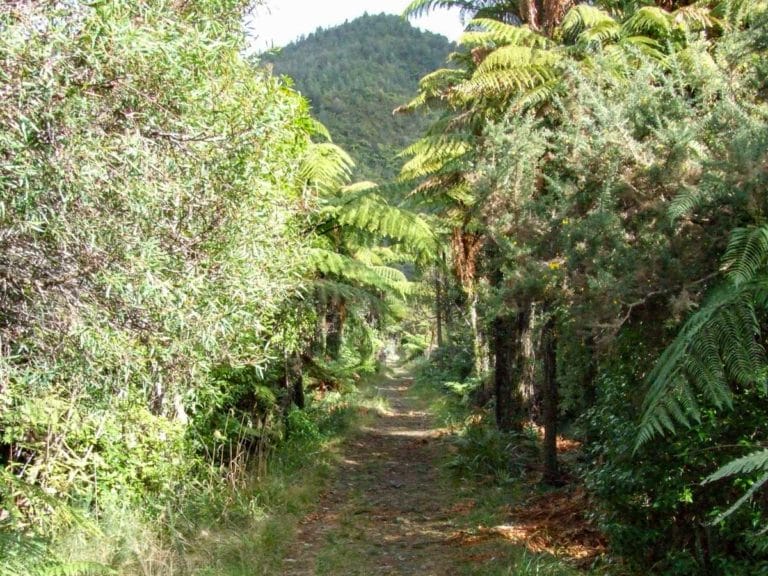 Just starting to walk into the bush, track is wide and open