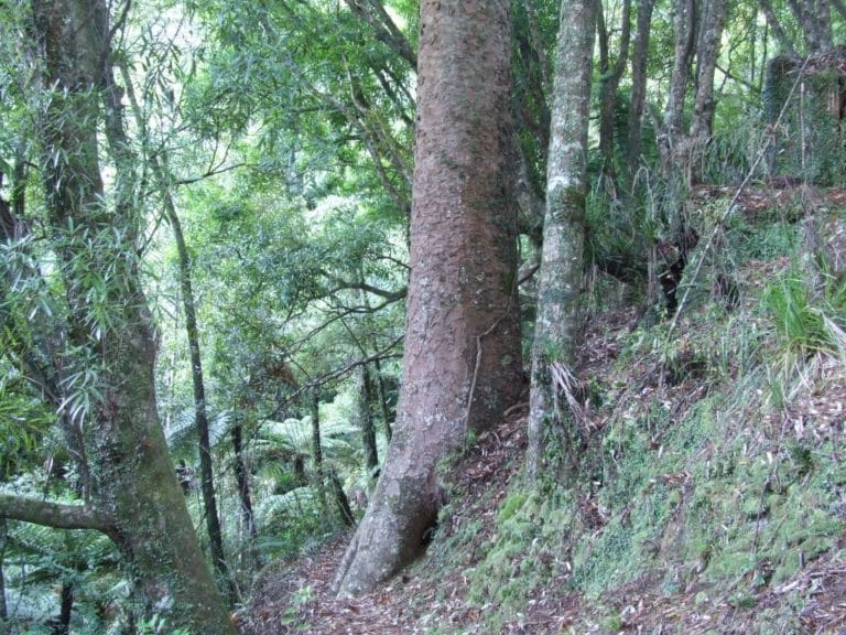 Karangahaka Gorge Walk To Wharawhara Road End