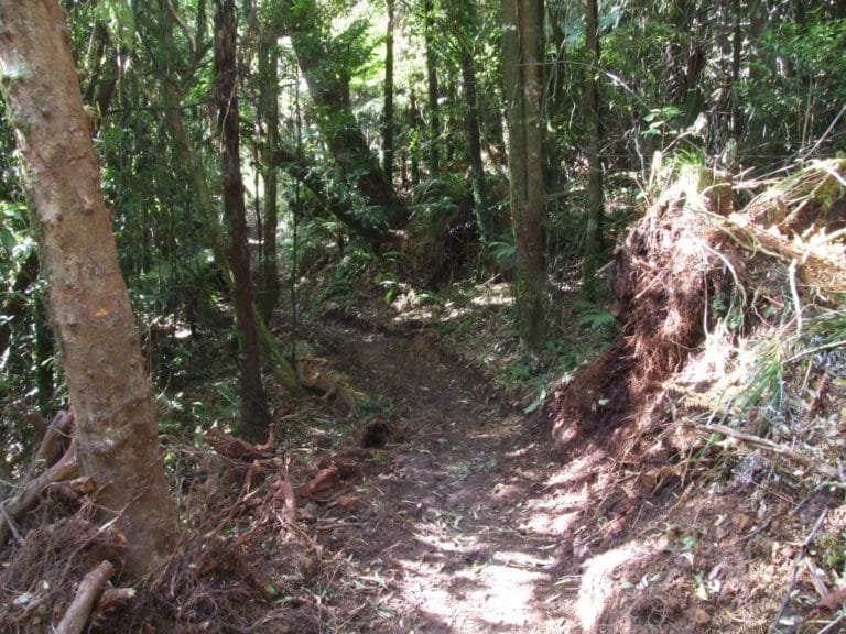 Karangahaka Gorge Walk To Wharawhara Road End