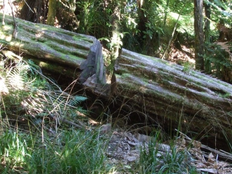 Karangahaka Gorge Walk To Wharawhara Road End