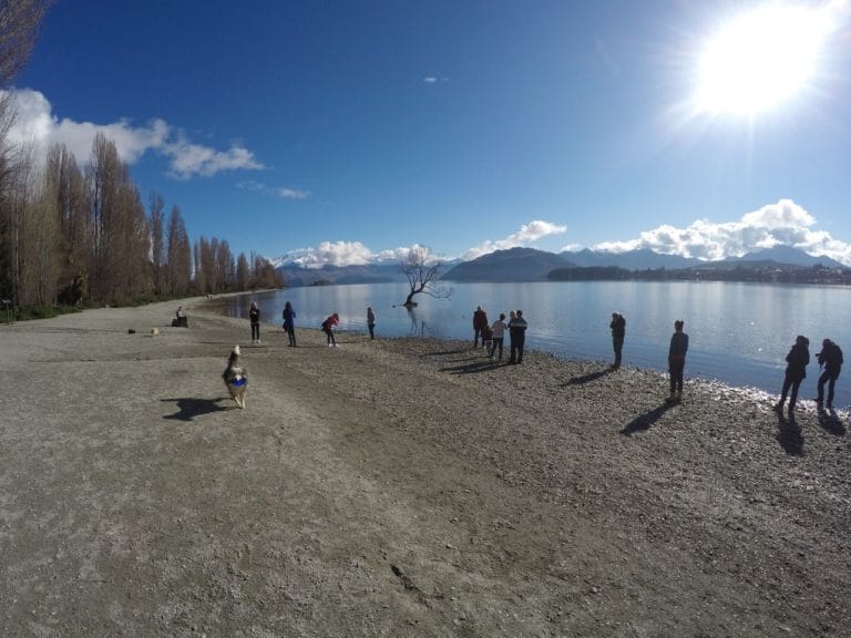 Wanaka Tree