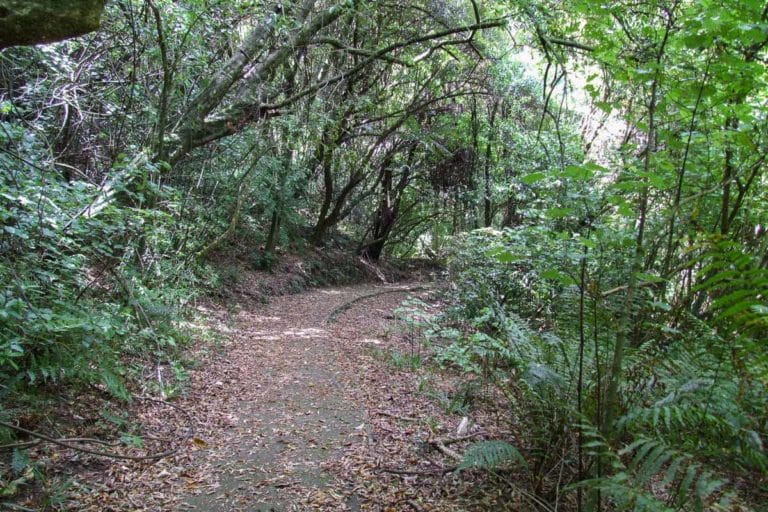 White Pine Bush Reserve Walkway