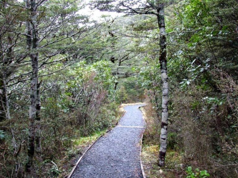 Excellent track through Beech trees