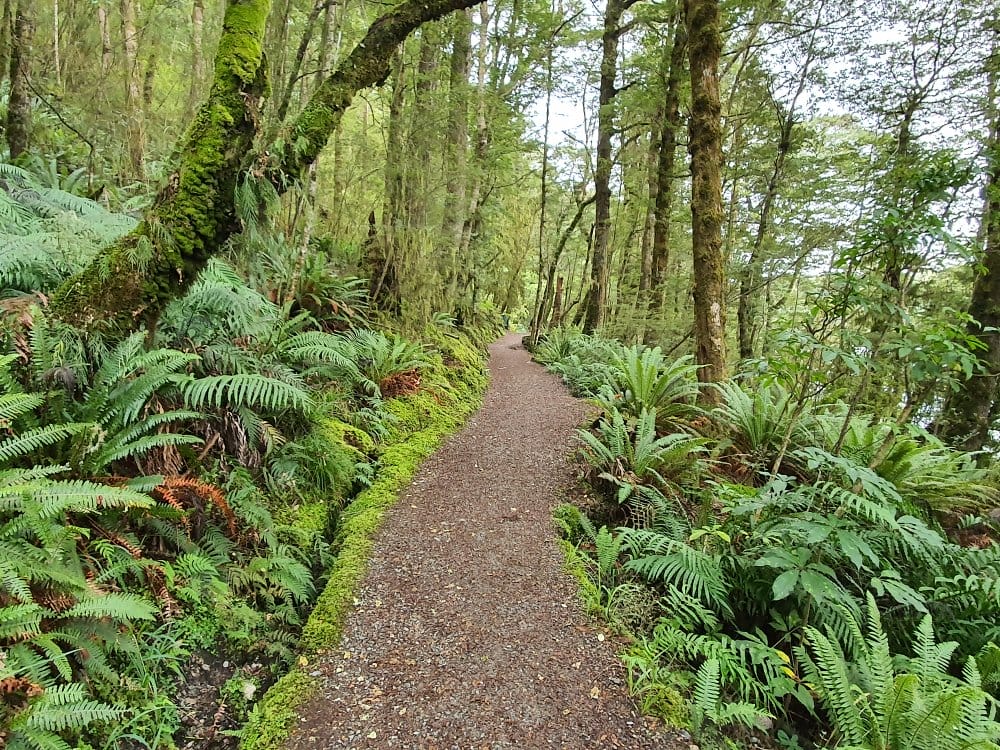 Free Lake Howden Walk in Milford Sound - South Island - New Zealand - View of the bush track