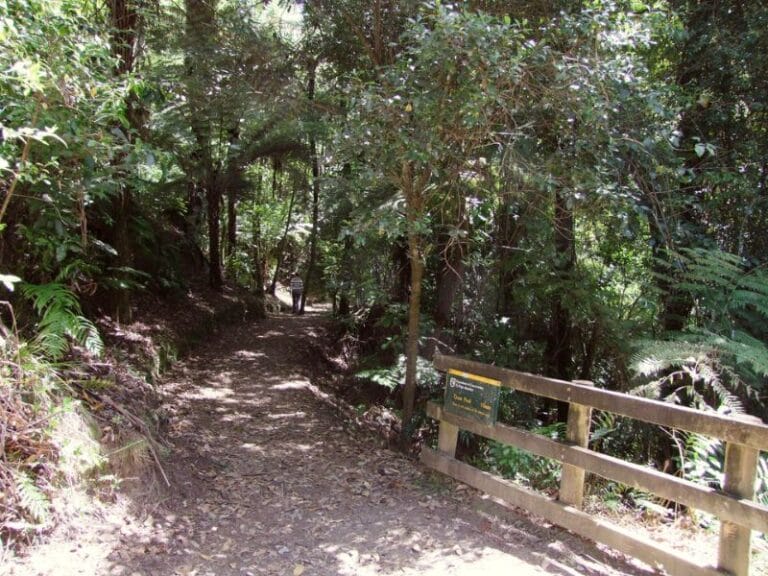 Okere Falls track through the bush