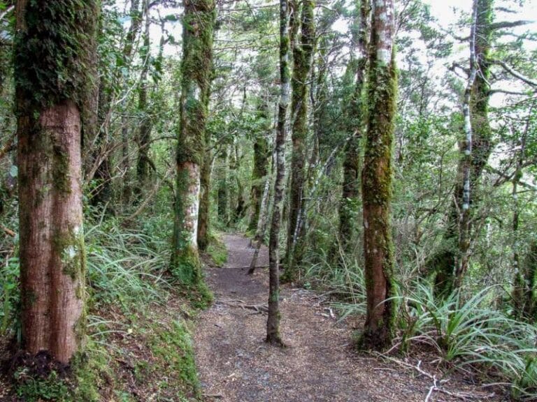 Pretty Beech Trees to walk through