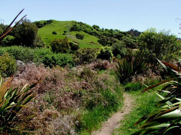 Track on the way to the Trout Pools