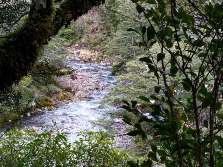 View of the stream