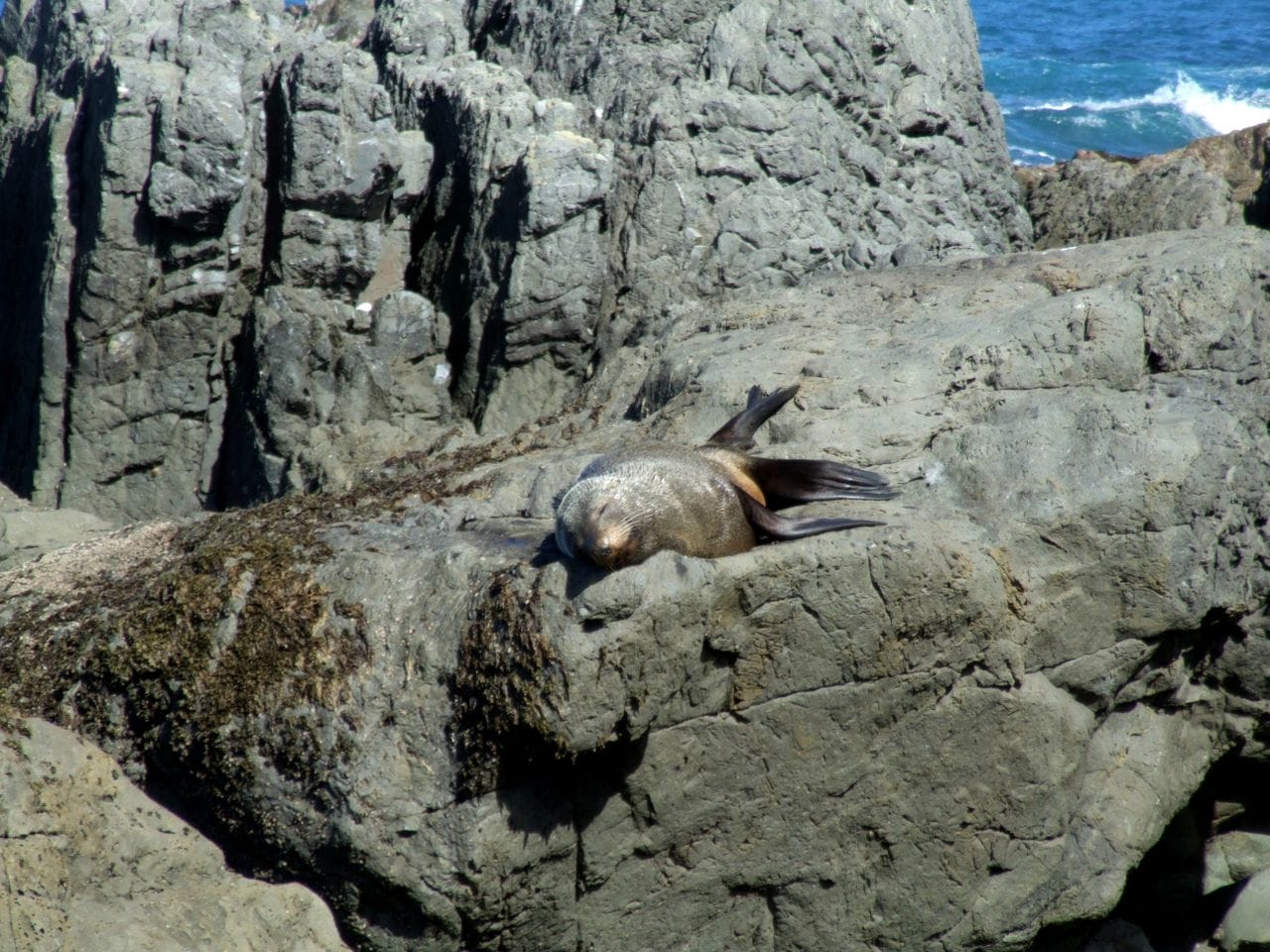 Turakirae Heads Seals||||||Turakirae Head Seals Walk