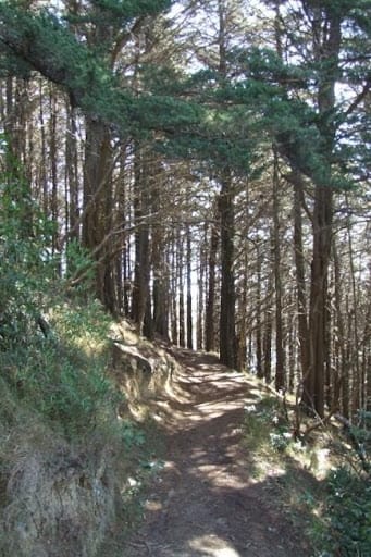 Walking through the pines on the Mt Victoria Lookout Walkway in Wellington