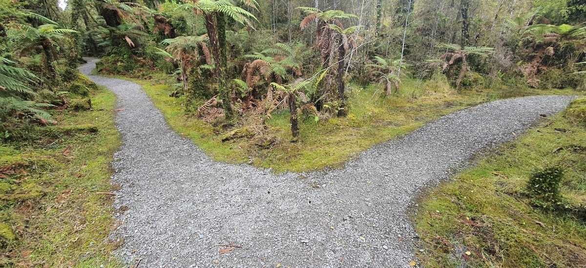 Kahikatea Swamp Forest Walk at Ship Creek - Short West Coast Walk - Freewalks.nz