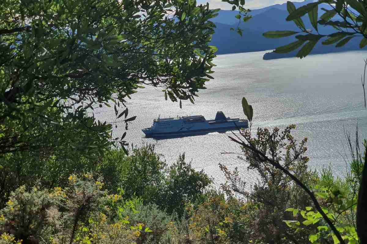 Snout Track from the carpark to Queen Charlotte View in Picton - Freewalks.nz