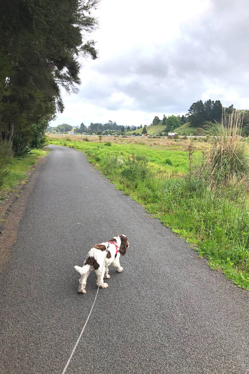 Me and my dog on the Kopurererua Valley Walkway in Tauranga by Olly from Freewalks.nz